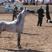 2012 Scottsdale Show Championship Day