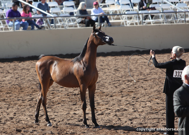 2012 Scottsdale Show Championship Day