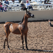 2012 Scottsdale Show Championship Day