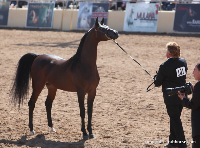 2012 Scottsdale Show Championship Day