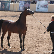 2012 Scottsdale Show Championship Day