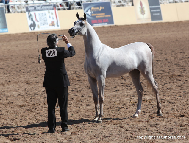 2012 Scottsdale Show Championship Day