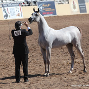 2012 Scottsdale Show Championship Day