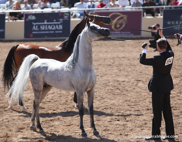 2012 Scottsdale Show Championship Day