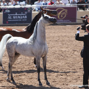 2012 Scottsdale Show Championship Day