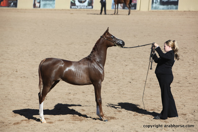 2012 Scottsdale Show Championship Day