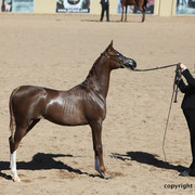 2012 Scottsdale Show Championship Day