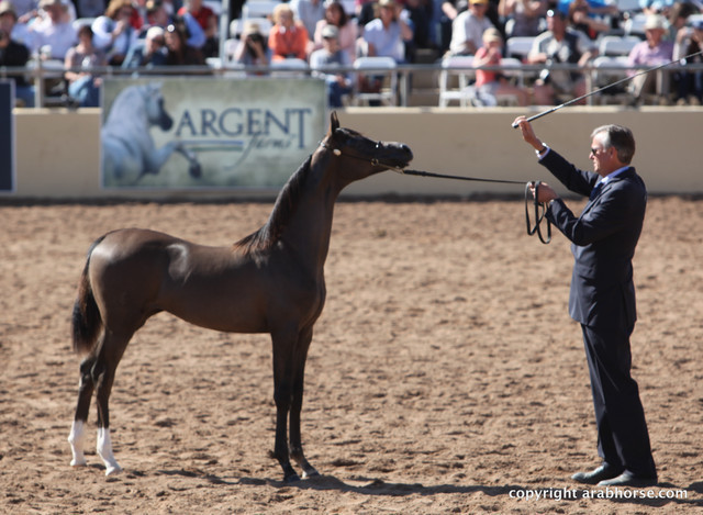 2012 Scottsdale Show Championship Day