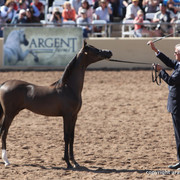 2012 Scottsdale Show Championship Day