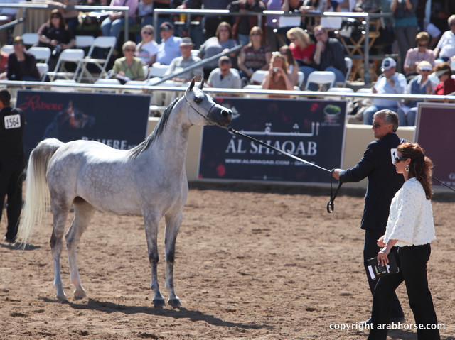 2012 Scottsdale Show Championship Day