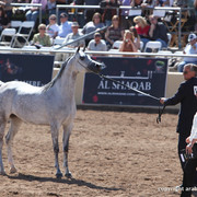 2012 Scottsdale Show Championship Day