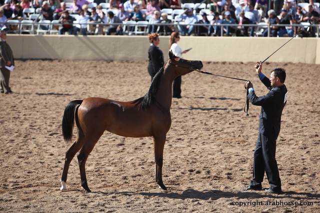 2012 Scottsdale Show Championship Day