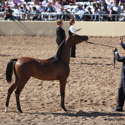 2012 Scottsdale Show Championship Day