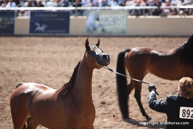 2012 Scottsdale Show Championship Day