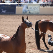 2012 Scottsdale Show Championship Day