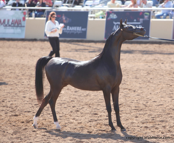2012 Scottsdale Show Championship Day