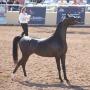 2012 Scottsdale Show Championship Day