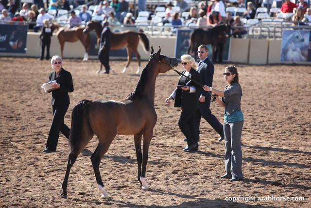 2012 Scottsdale Show Championship Day
