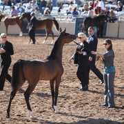 2012 Scottsdale Show Championship Day