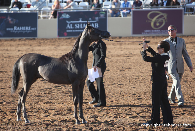 2012 Scottsdale Show Championship Day