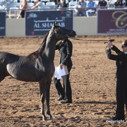 2012 Scottsdale Show Championship Day