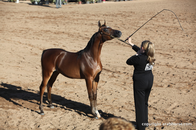 2012 Scottsdale Show Championship Day