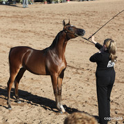 2012 Scottsdale Show Championship Day
