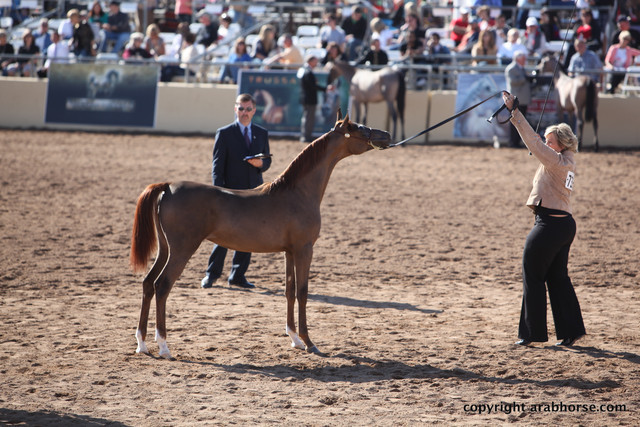 2012 Scottsdale Show Championship Day
