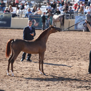 2012 Scottsdale Show Championship Day