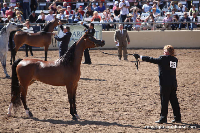 2012 Scottsdale Show Championship Day