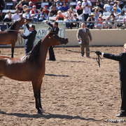 2012 Scottsdale Show Championship Day