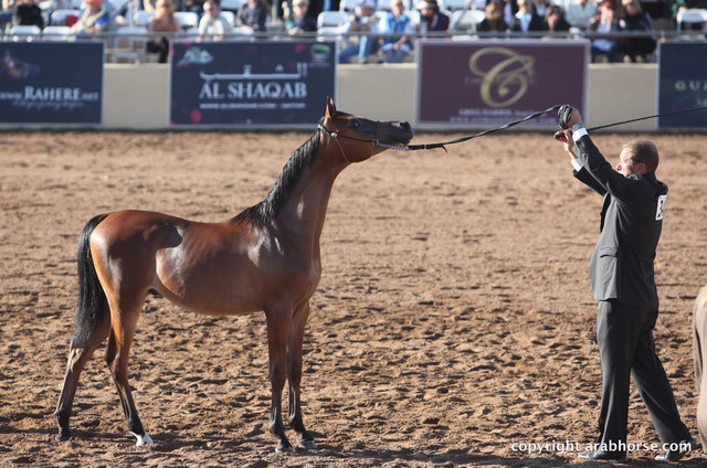 2012 Scottsdale Show Championship Day