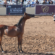 2012 Scottsdale Show Championship Day