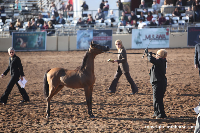 2012 Scottsdale Show Championship Day