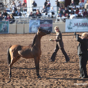 2012 Scottsdale Show Championship Day