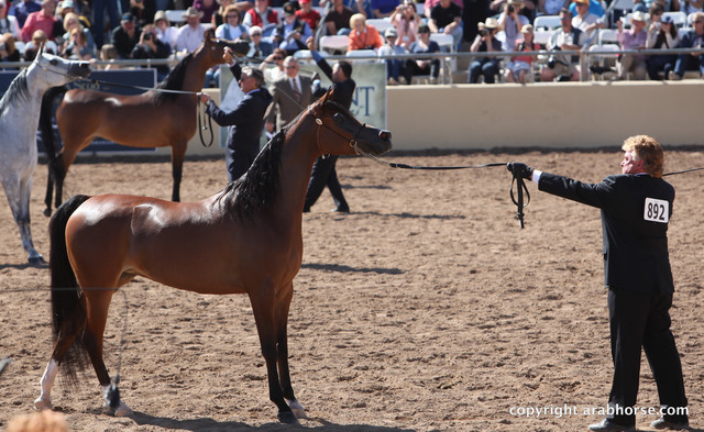 2012 Scottsdale Show Championship Day
