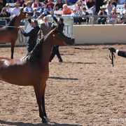 2012 Scottsdale Show Championship Day