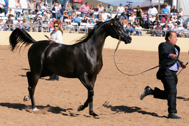 2012 Scottsdale Show Photos
