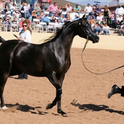 2012 Scottsdale Show Photos