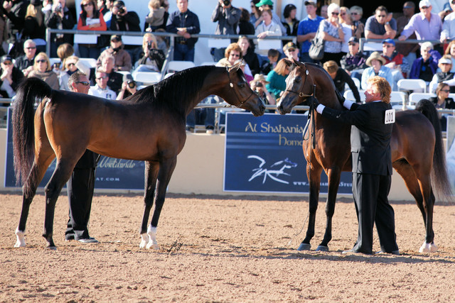 2012 Scottsdale Show Photos