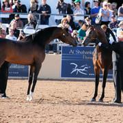 2012 Scottsdale Show Photos