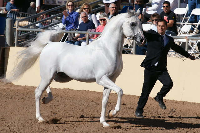 2012 Scottsdale Show Photos