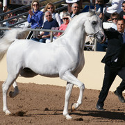 2012 Scottsdale Show Photos