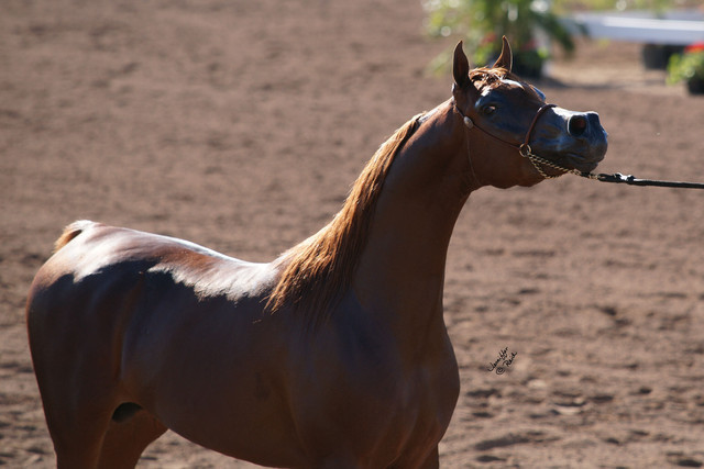 2012 Scottsdale Show Photos
