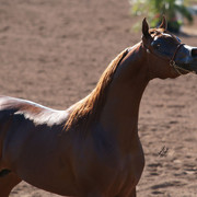 2012 Scottsdale Show Photos