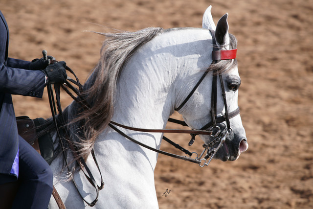 2012 Scottsdale Show Photos