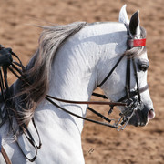 2012 Scottsdale Show Photos