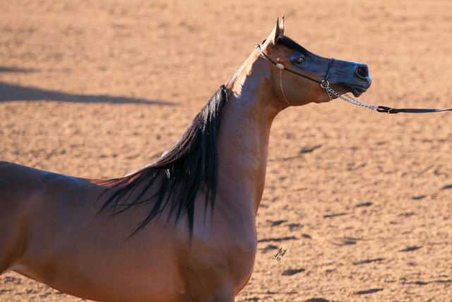 2012 Scottsdale Show Photos