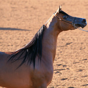 2012 Scottsdale Show Photos