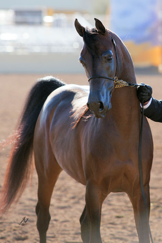 2012 Scottsdale Show Photos
